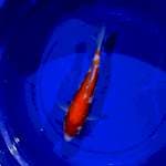 Kohaku 28cm mantap