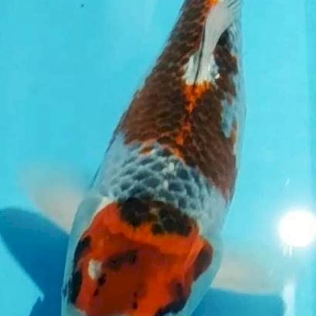 GOSIKI F30CM