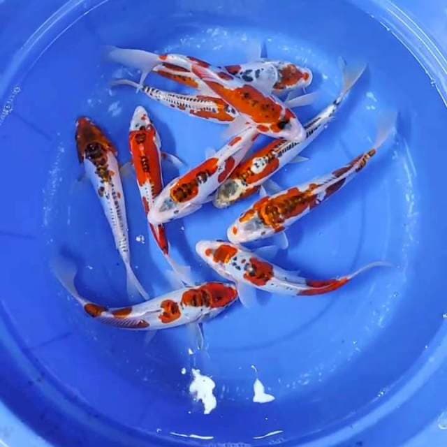 25-28CM 10EKOR