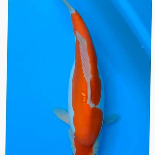Kohaku doitsu punuk