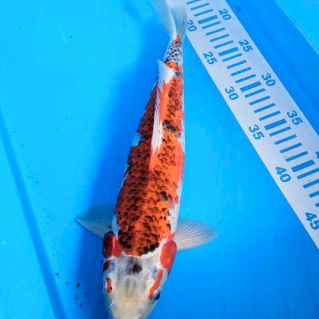 Gosiki 35cm
