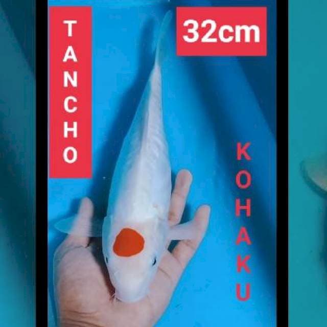 Tc doid 32cm