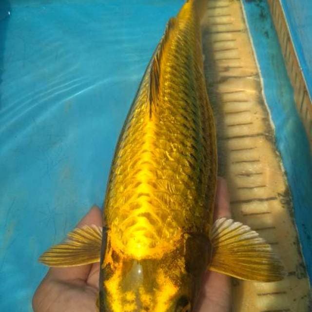 Gold ginrin 32cm male
