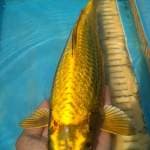 Gold ginrin 32cm male