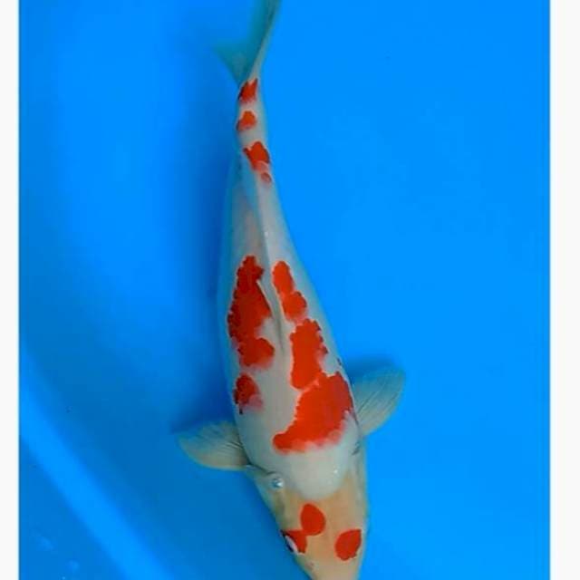 Kkohaku punuk