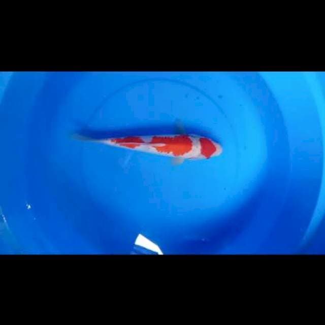 Kohaku maruten