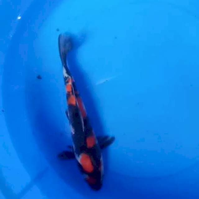 Showa 30 cm