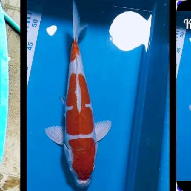 Kikusui 34cm