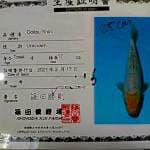 Doitsu Shiro 25cm impor Shinoda Farm