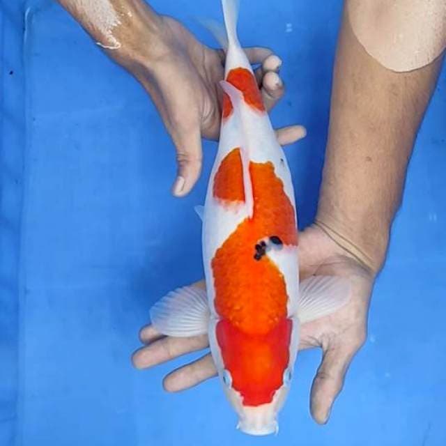Sanke 35cm
