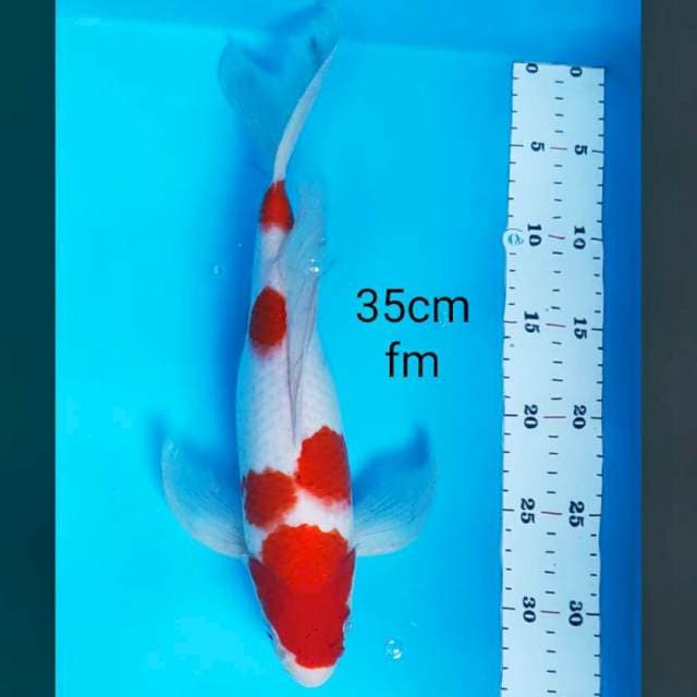 Kumpay kohaku 35cm
