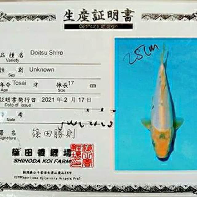 Doitsu Shiro 25cm Impor Shinoda Farm