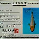 Doitsu Shiro 25cm Impor Shinoda Farm