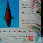 Chagoi Ginrin 35cm Impor Sakai Fish Farm certy