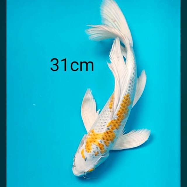 Kumpay hariwake 31cm
