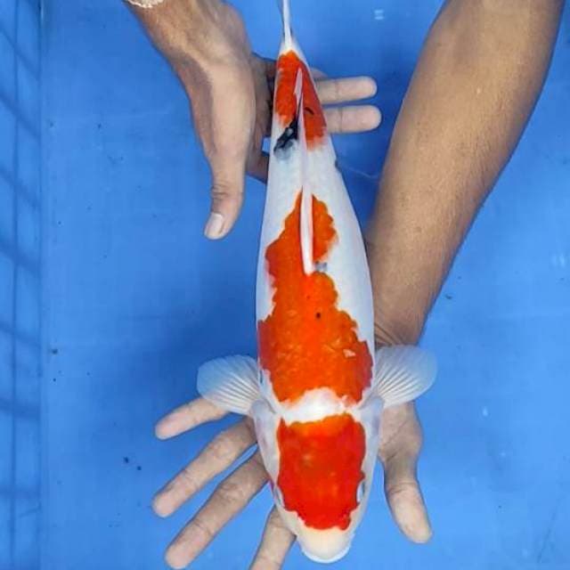 Showa 37cm