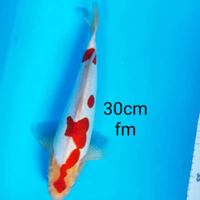 Kohaku doitsu 30cm