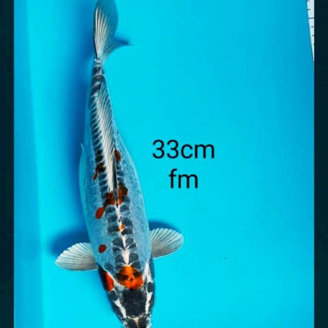 Kiko bulky 33cm