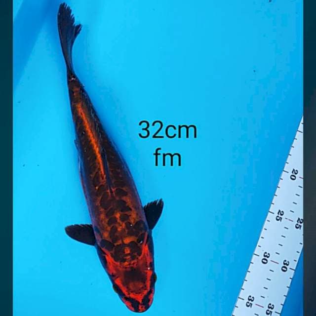 Antik kiko 32cm
