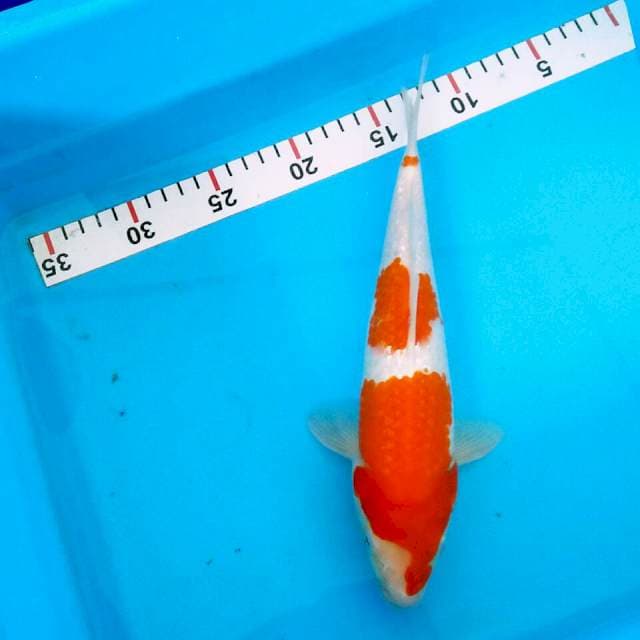 Kohaku ginrin 26cm