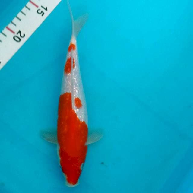 Kohaku ginrin 24cm