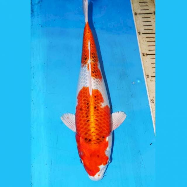 35cm RED KUJAKU
