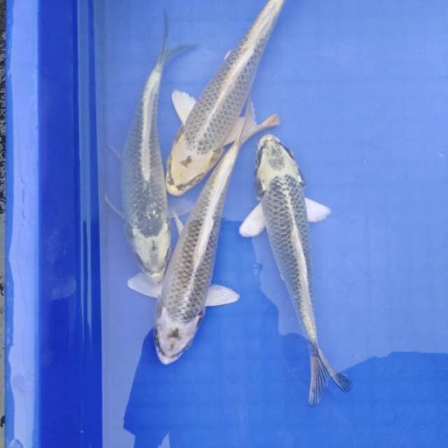 Pokoke koi