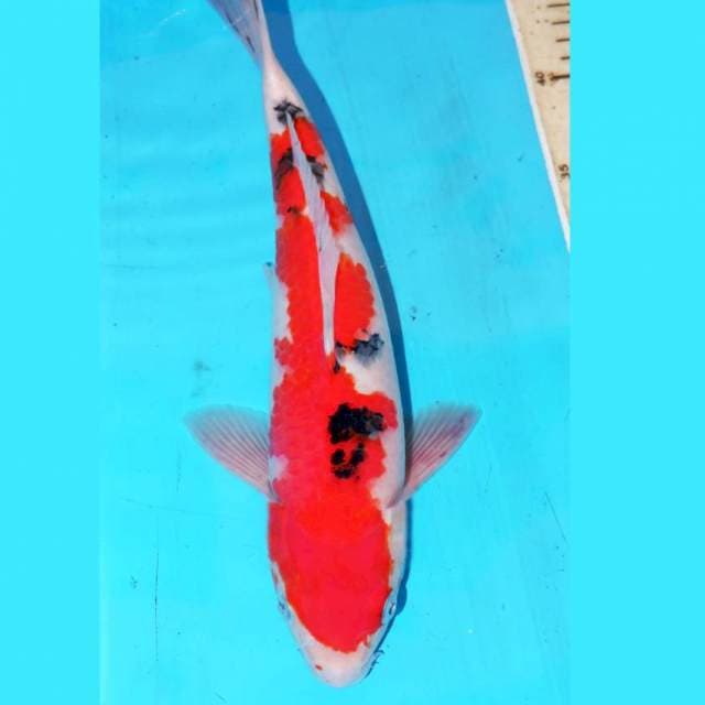 31cm F1 SANKE