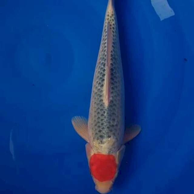 GOSHIKI TANCO 40cm