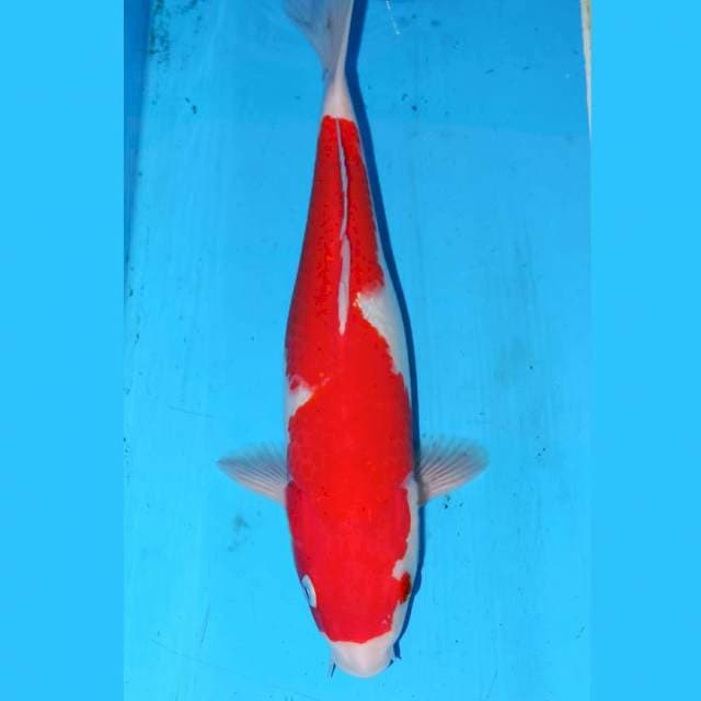 32cm OMOYO KOHAKU