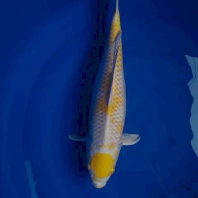 HARIWAKE 41cm