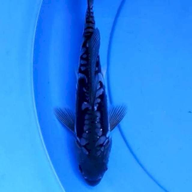 Soragoi doits 26 cm