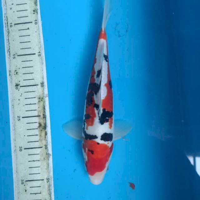 Beni sanshoku 28cm