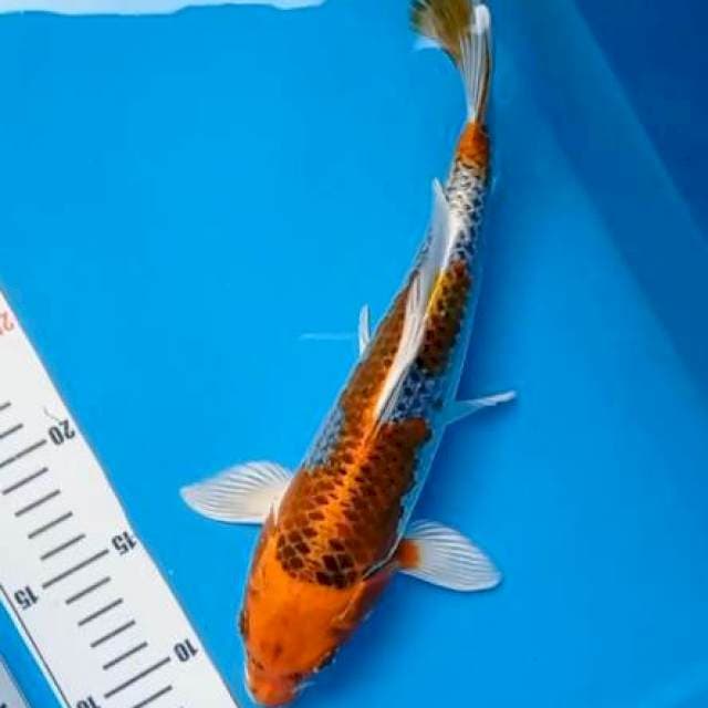 Kujaku 31cm