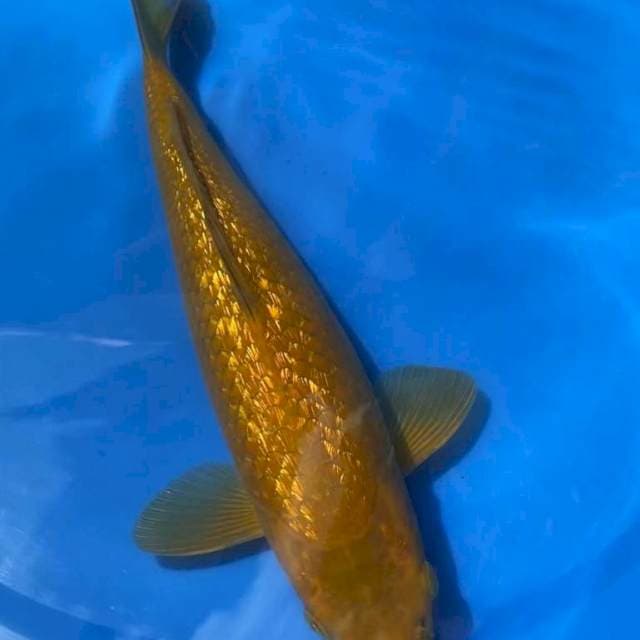 Chagoi Ginrin 34cm