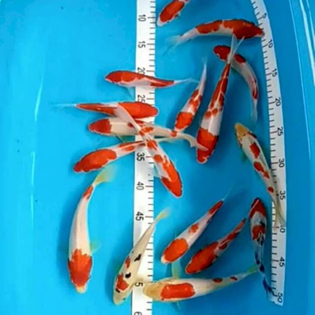 Mix 17 ekor Kohaku Sanke 17-22cm