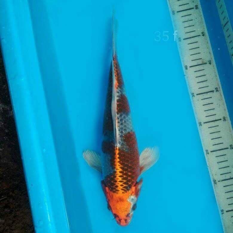 JUMBO KUJAKU 