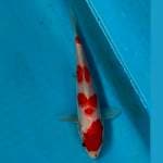 Yondan kohaku Original ( no cutting)