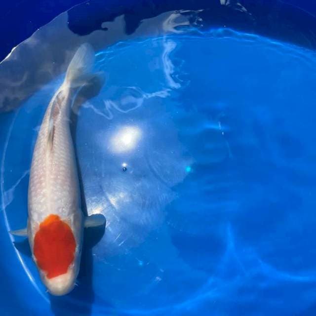Tancho Kohaku 30cm