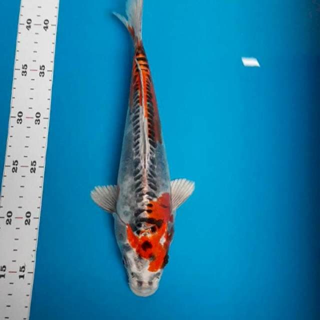 Kikokuryu 28cm