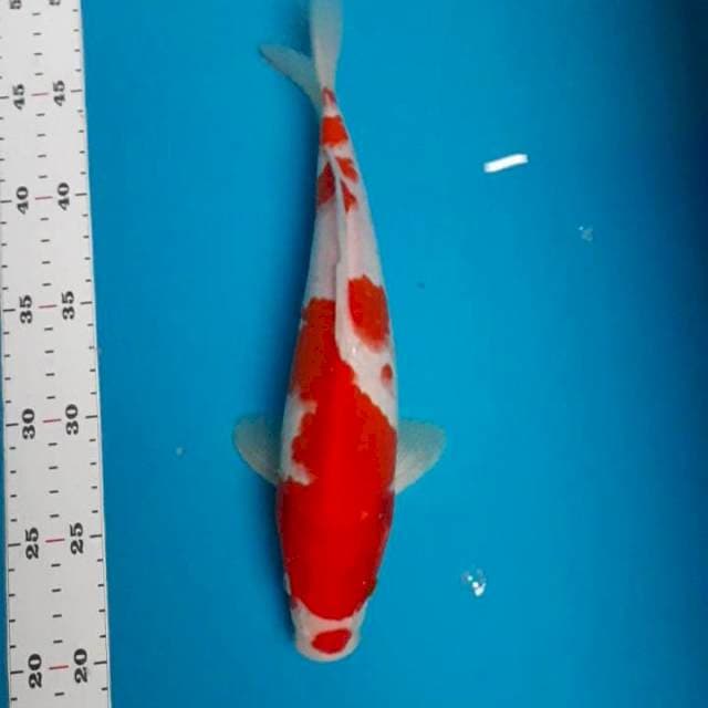 Kohaku 28cm