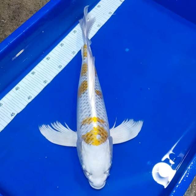 Kumpay kujaku 43cm