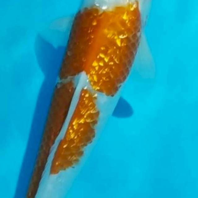 Kohaku gindrin 35cm