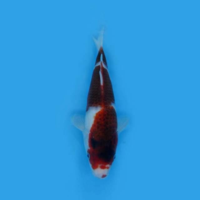 Goromo 25 cm