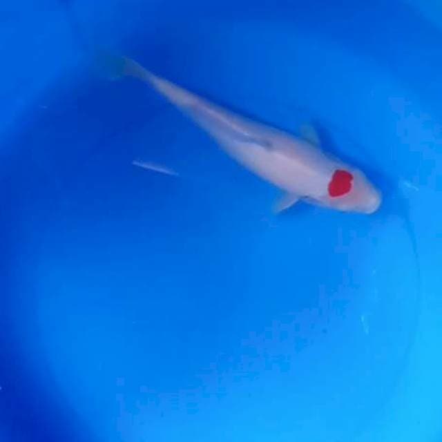 Tancho kohaku original