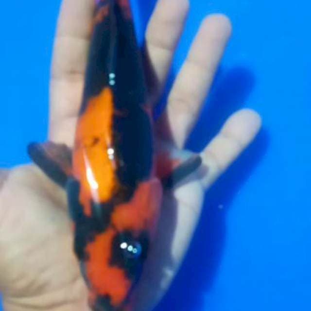 Hi utsuri hitam pekat