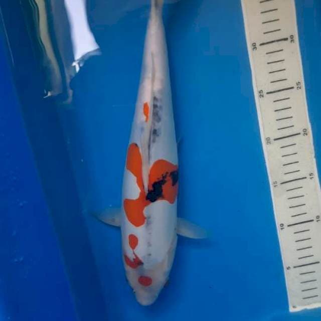 Showa doit 36cm