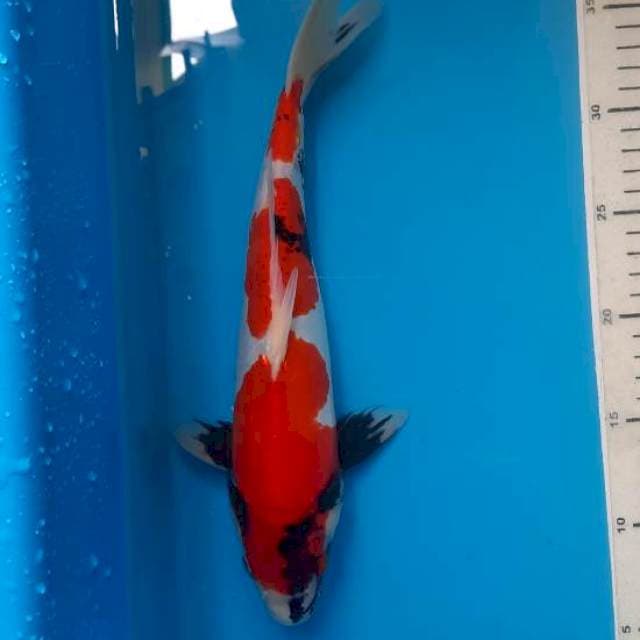 Showa doit 31cm
