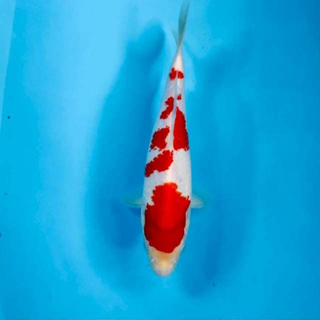 Kohaku, 24 cm