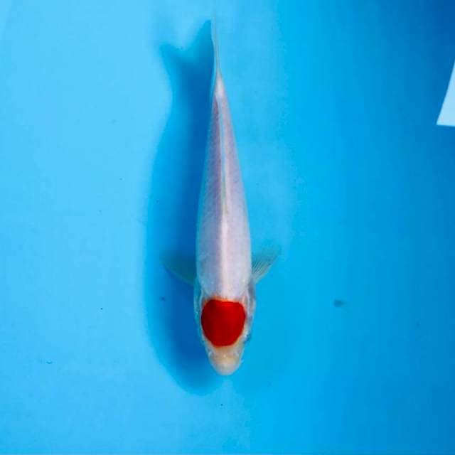 Tancho kohaku, 22 cm